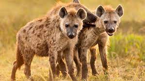 Hyenas Eat Whole  Body of a Man in Kiambu